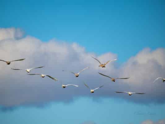 Vögel 0207028